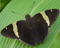 Dark-fringed Banded-Skipper