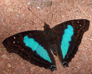 turquoise emperor