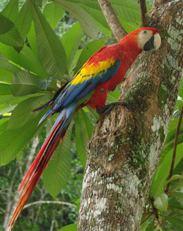 scarlet macaw