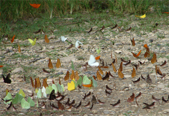 bunches of butterflies