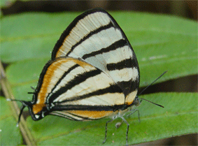 Chiapas Stripe-streak