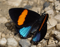 Blue-and-orange Eighty-eight